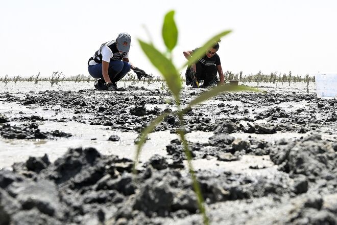 Kuwaiti volunteers plant black mangrove trees at the Al Jahra nature reserve, north of Kuwait City on May 6, 2025, part of a reforestation campaign (AFP photo)